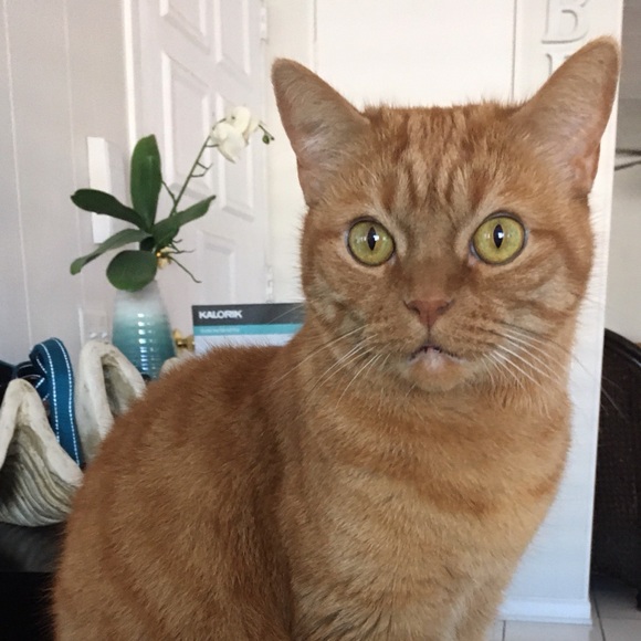 ✨Meet Your Posher, Victoria✨ - Picture 5 of 6